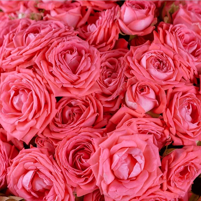 Акция! Букет из 15 коралловых роз «Без ума от тебя»